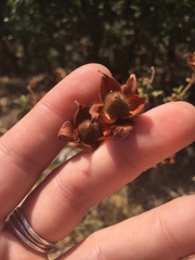 Cistus creticus creticus