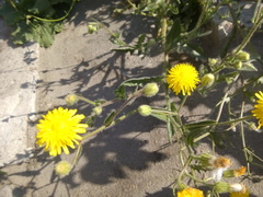 Crepis foetida
