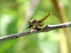 Palpopleura