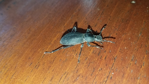 Rhinandrus elongatus