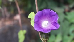 Ipomoea dumetorum