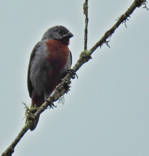 Chestnut-bellied Seedeater (Sporophila castaneiventris), photo 9