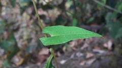 Ipomoea dumetorum