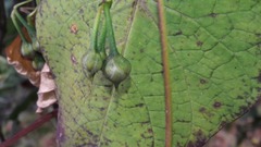 Ipomoea dumetorum