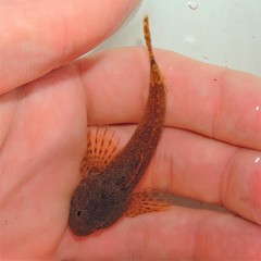 Cottus caeruleomentum