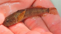 Cottus caeruleomentum