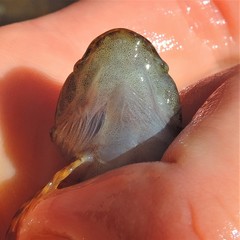 Cottus caeruleomentum