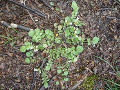 Cardamine glacialis
