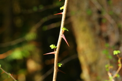 Ribes divaricatum