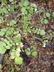 Cardamine glacialis