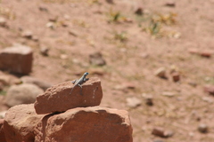 Pseudotrapelus sinaitus