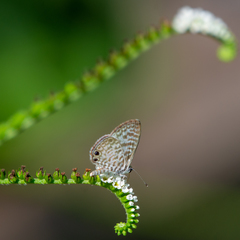 Leptotes cassius