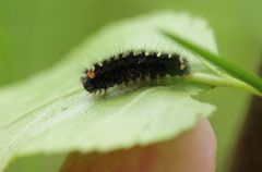 Eilema griseola