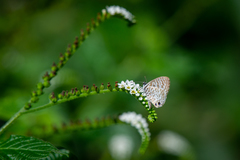 Leptotes cassius