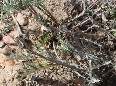 Berkheya heterophylla