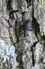 Aegorhinus superciliosus