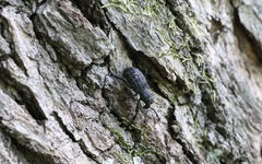 Aegorhinus superciliosus