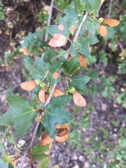 Acer