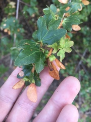 Acer