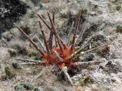 Stylocidaris affinis