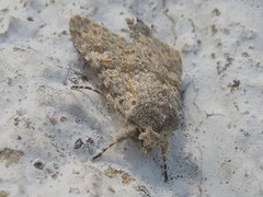 Polymixis rufocincta