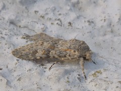 Polymixis rufocincta