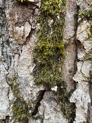 Pterigynandrum filiforme