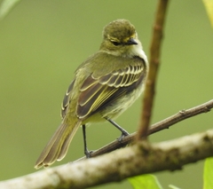 Golden-Faced Tyrannulet photo 3