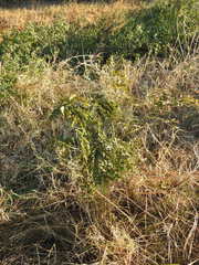 Albizia inundata