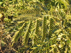 Albizia inundata