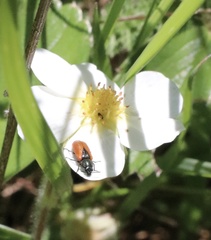 Arthrobrachus nigromaculatus
