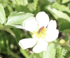 Arthrobrachus nigromaculatus