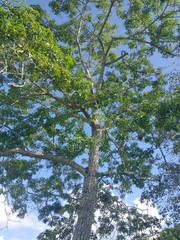 Ceiba schottii