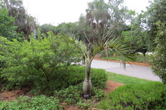 Pseudophoenix sargentii