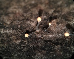 Stilbocrea gracilipes