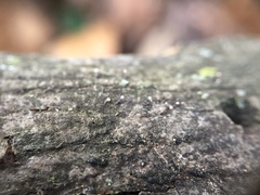 Stilbocrea gracilipes