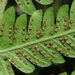 Christella hispidula - Photo 由 Jay Horn 所上傳的 (c) Jay Horn，保留部份權利CC BY