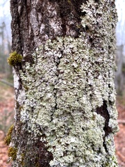 Punctelia appalachensis