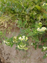 Plagiocheilus tanacetoides