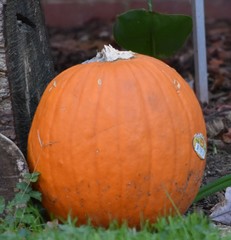 Cucurbita maxima maxima