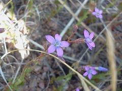 Gilia clokeyi