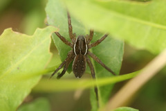 Diapontia uruguayensis