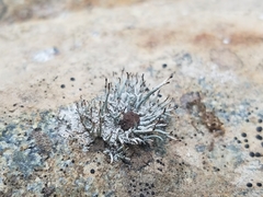 Pilophorus acicularis