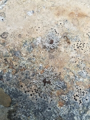 Pilophorus acicularis