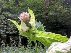 Cirsium oleraceum