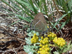 Callophrys mcfarlandi