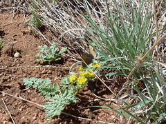 Callophrys mcfarlandi