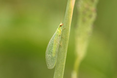 Chrysoperla externa