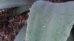 Agave inaequidens