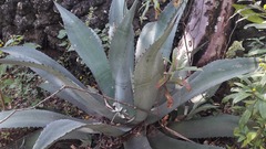 Agave inaequidens